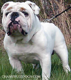 English Bulldog